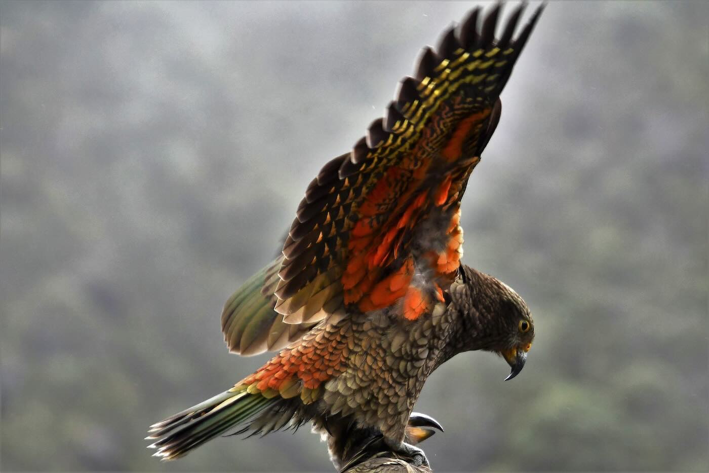 Zvířata na Novém Zélandu: Kiwi, Kea, Kapapo, hectorův delfín kea horský papoušek nový zéland